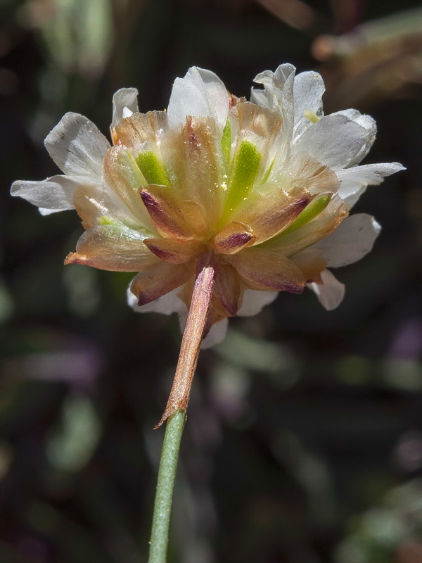 Armeria colorata.30