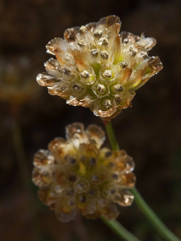 Armeria colorata.33