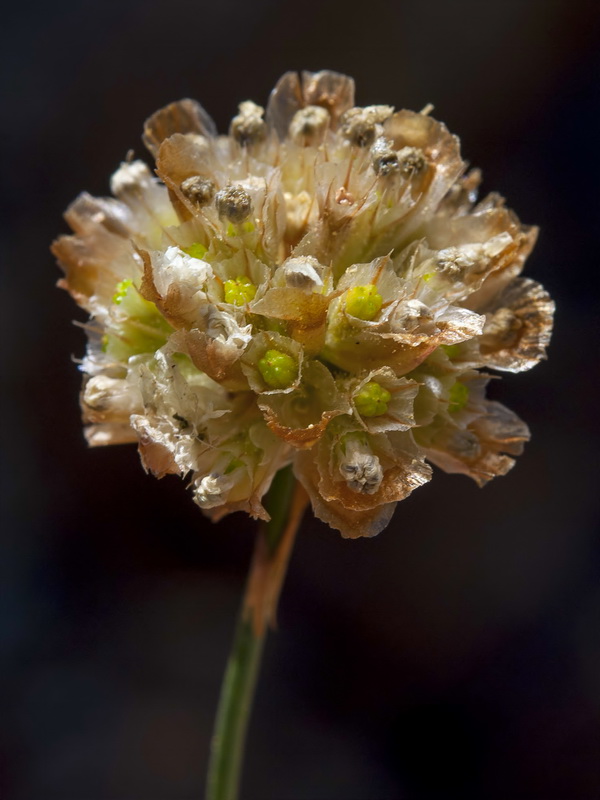Armeria colorata.34