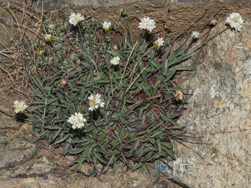 Armeria colorata.35