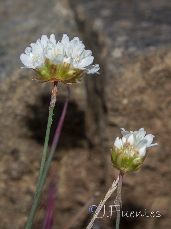 Armeria colorata.38