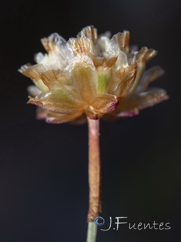 Armeria colorata.40