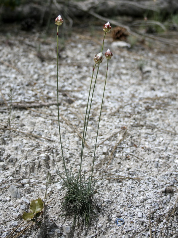 Armeria filicaulis alfacarensis.05