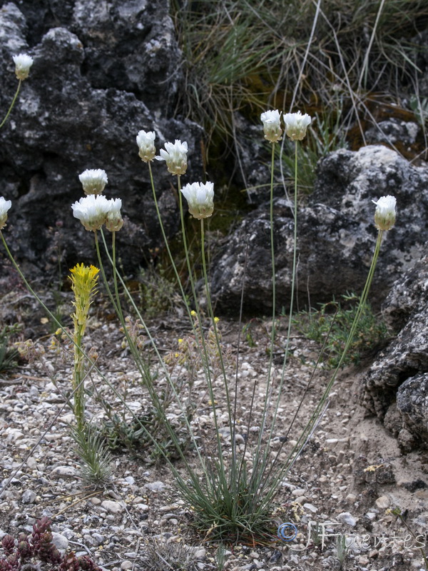 Armeria filicaulis alfacarensis.06