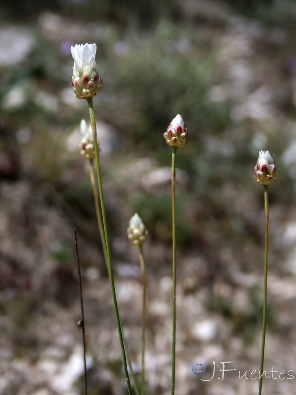 Armeria filicaulis alfacarensis.07