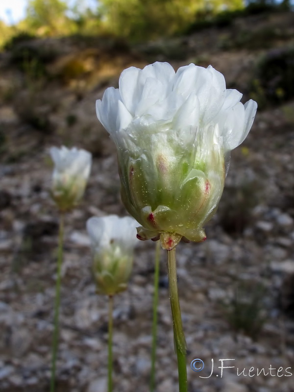 Armeria filicaulis alfacarensis.10