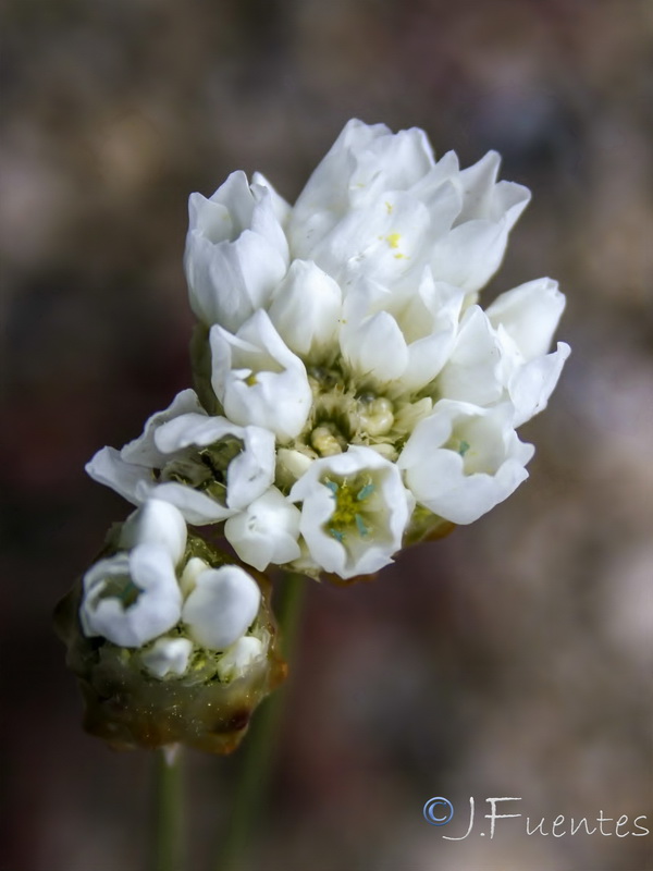 Armeria filicaulis alfacarensis.12