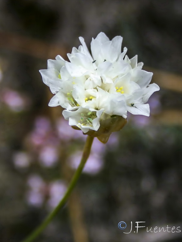 Armeria filicaulis alfacarensis.14