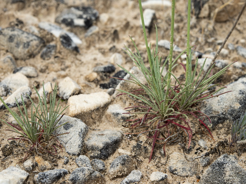 Armeria filicaulis alfacarensis.19