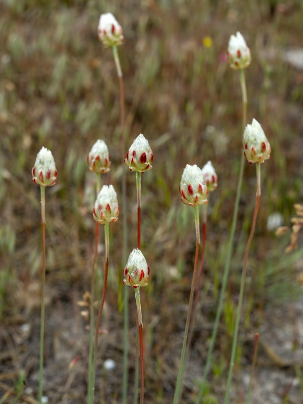 Armeria filicaulis alfacarensis.20