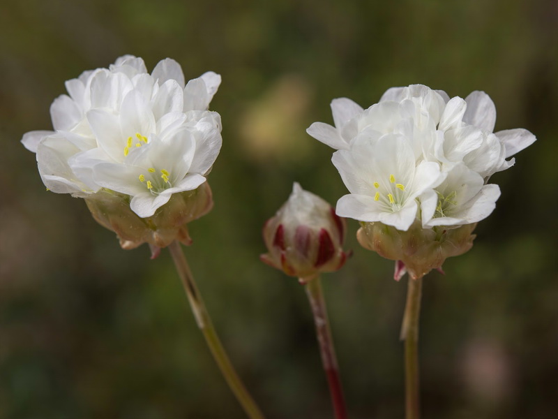 Armeria filicaulis alfacarensis.22