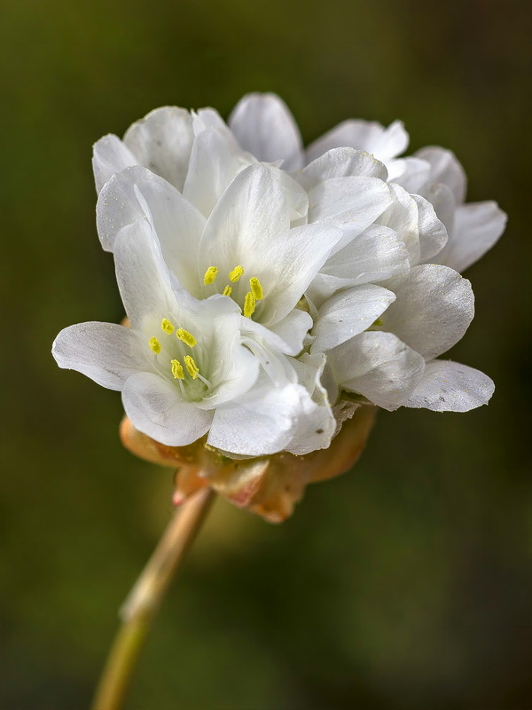 Armeria filicaulis alfacarensis.23