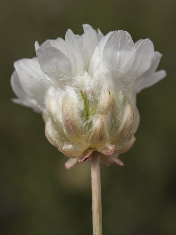 Armeria filicaulis alfacarensis.24