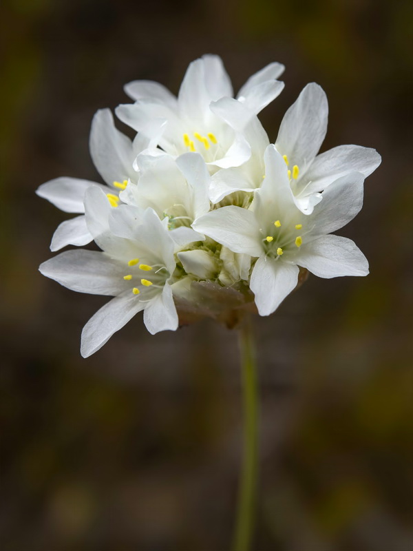 Armeria filicaulis alfacarensis.26