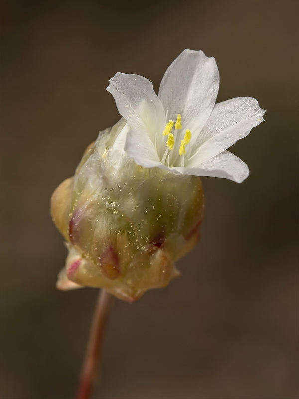 Armeria filicaulis alfacarensis.28