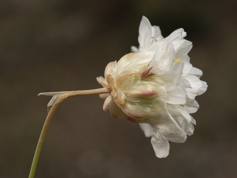 Armeria filicaulis alfacarensis.30