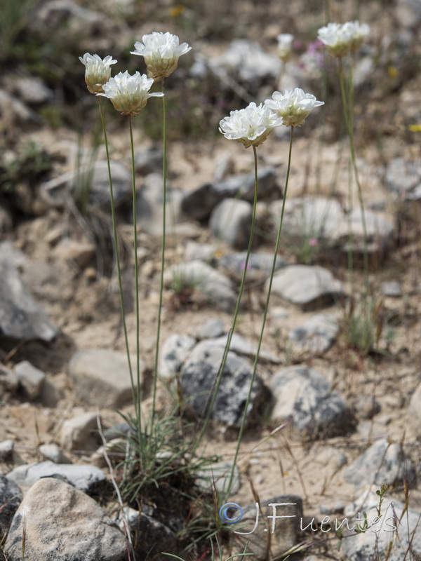 Armeria filicaulis alfacarensis.33