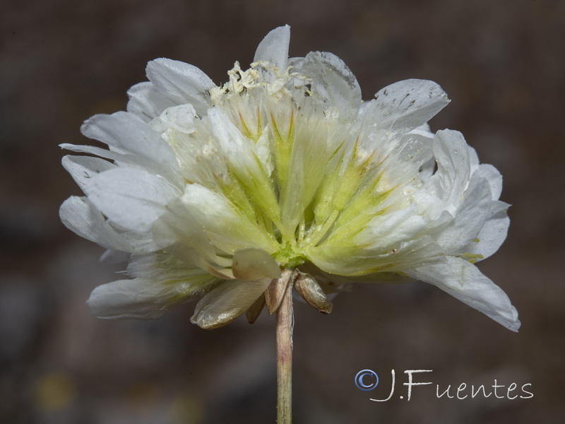 Armeria filicaulis alfacarensis.37