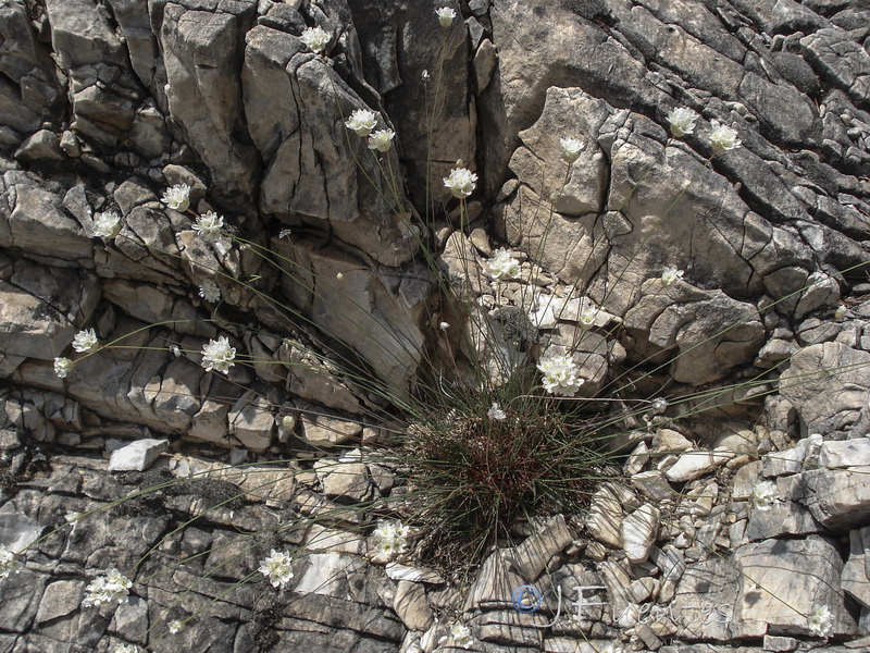 Armeria filicaulis filicaulis.09