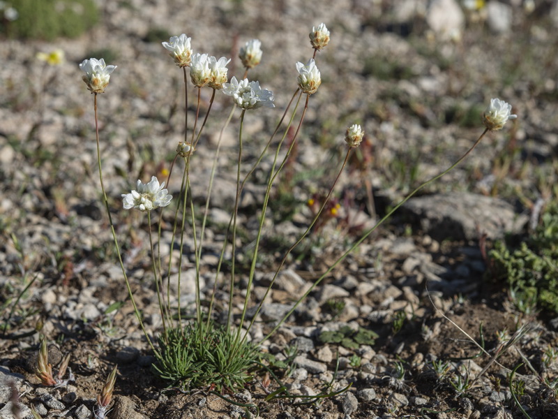 Armeria filicaulis filicaulis.11