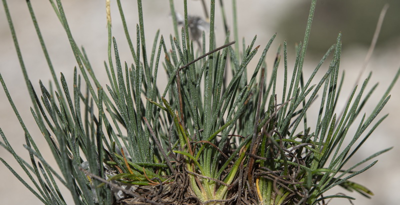 Armeria filicaulis filicaulis.13