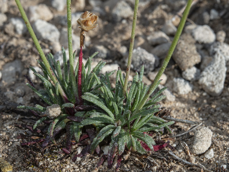 Armeria filicaulis filicaulis.15