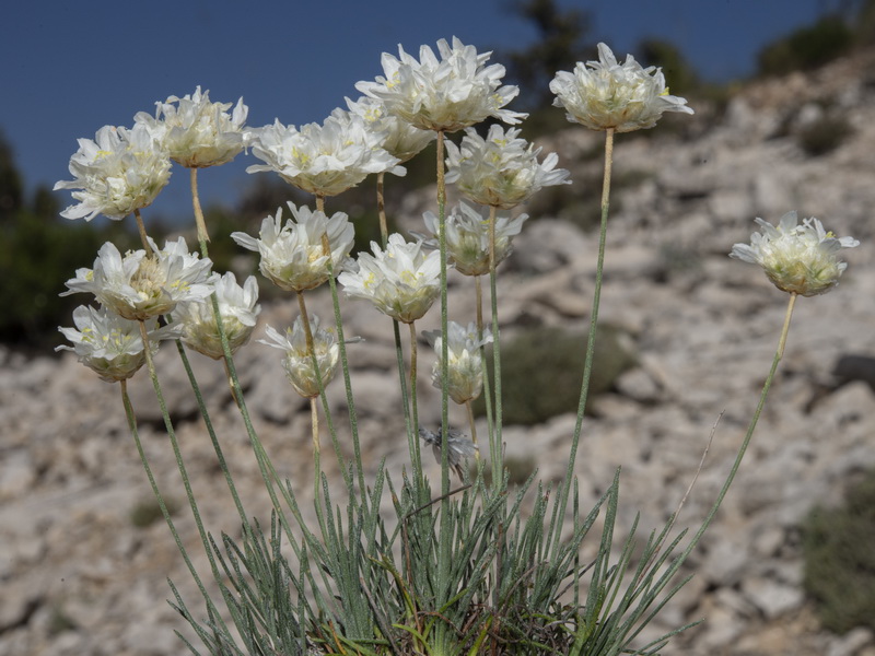 Armeria filicaulis filicaulis.17