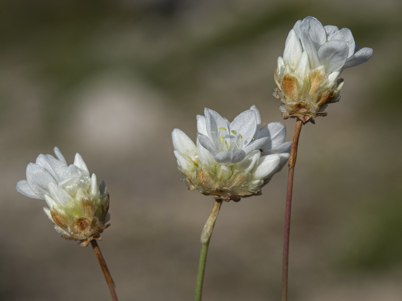 Armeria filicaulis filicaulis.18
