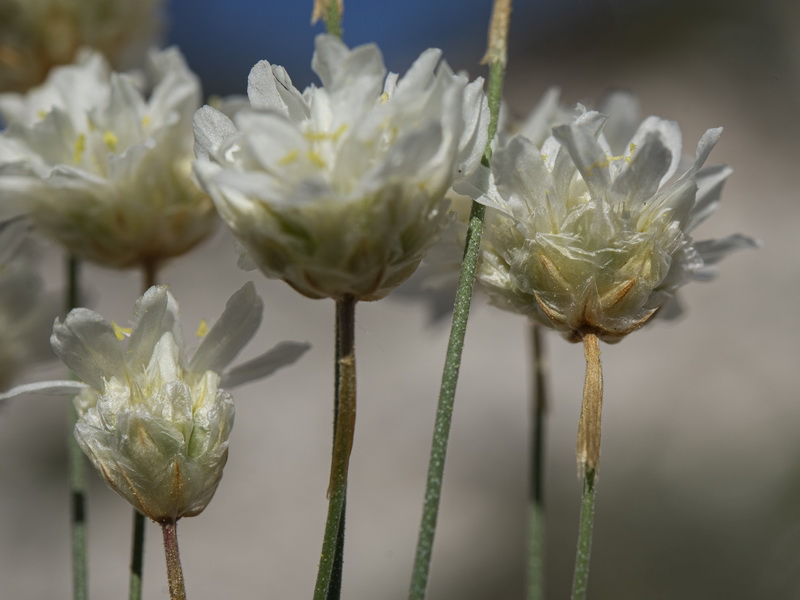 Armeria filicaulis filicaulis.20