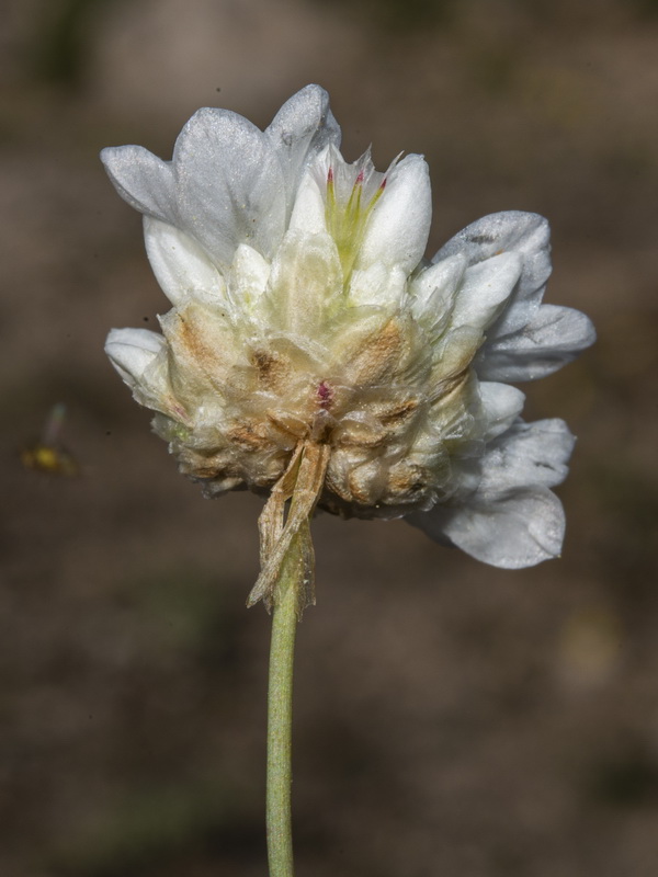 Armeria filicaulis filicaulis.21