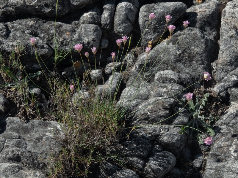 Armeria filicaulis minor.09