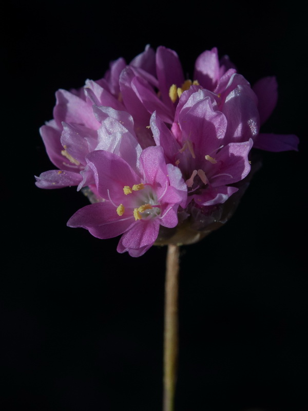 Armeria filicaulis minor.13