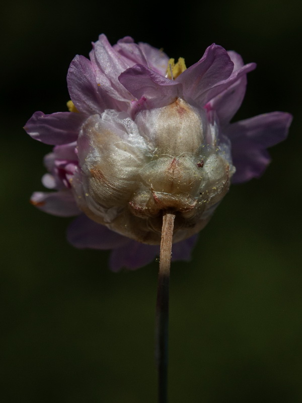 Armeria filicaulis minor.17
