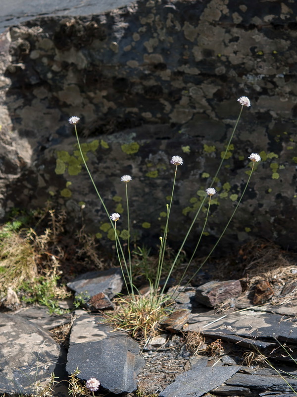 Armeria filicaulis nevadensis.01