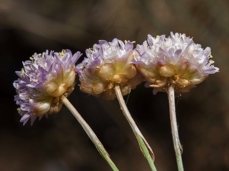 Armeria filicaulis nevadensis.03