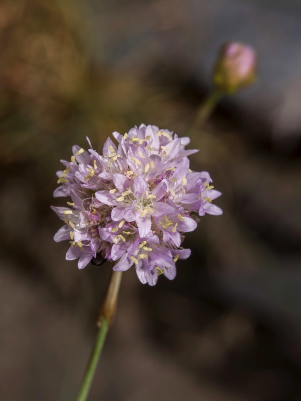 Armeria filicaulis nevadensis.04