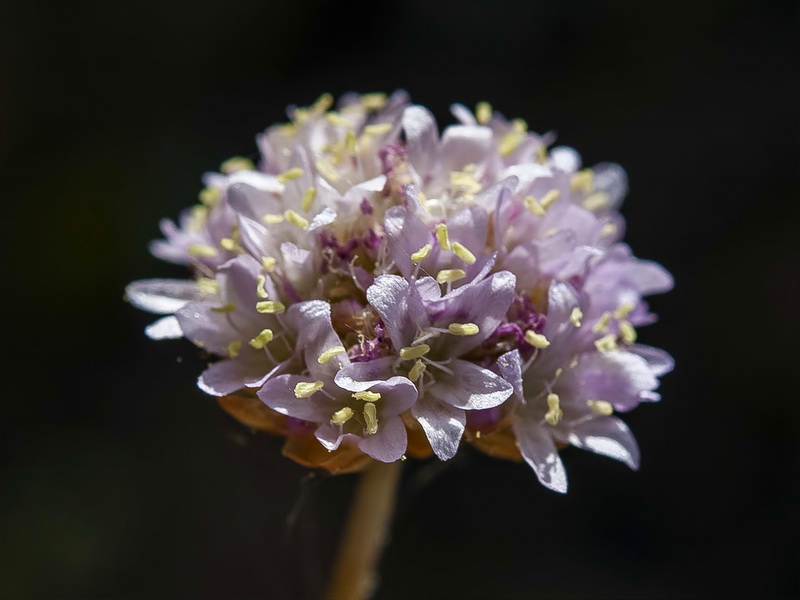 Armeria filicaulis nevadensis.05