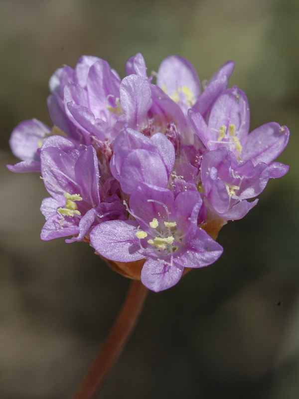 Armeria filicaulis nevadensis.12