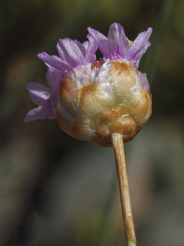 Armeria filicaulis nevadensis.15