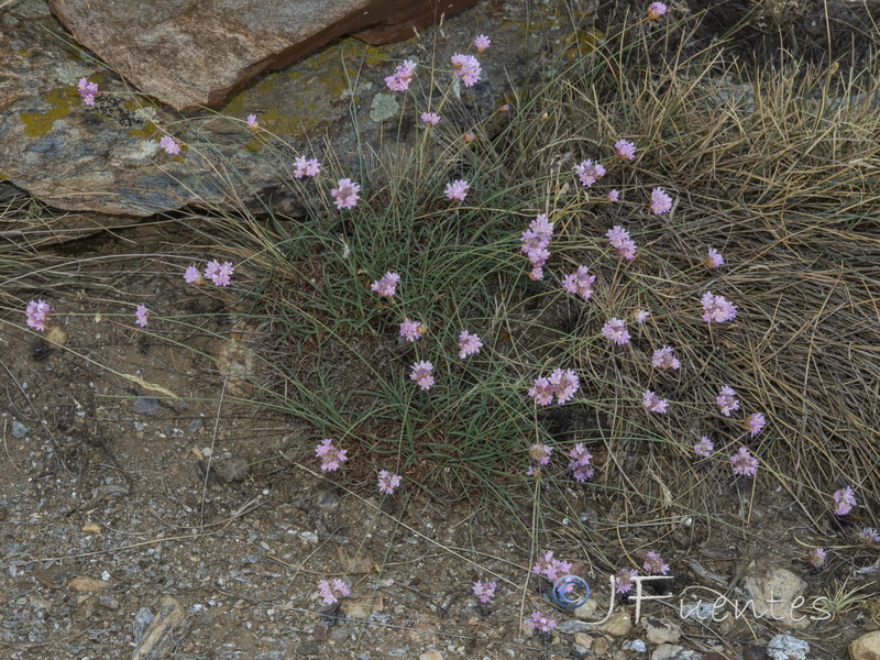 Armeria filicaulis nevadensis.16