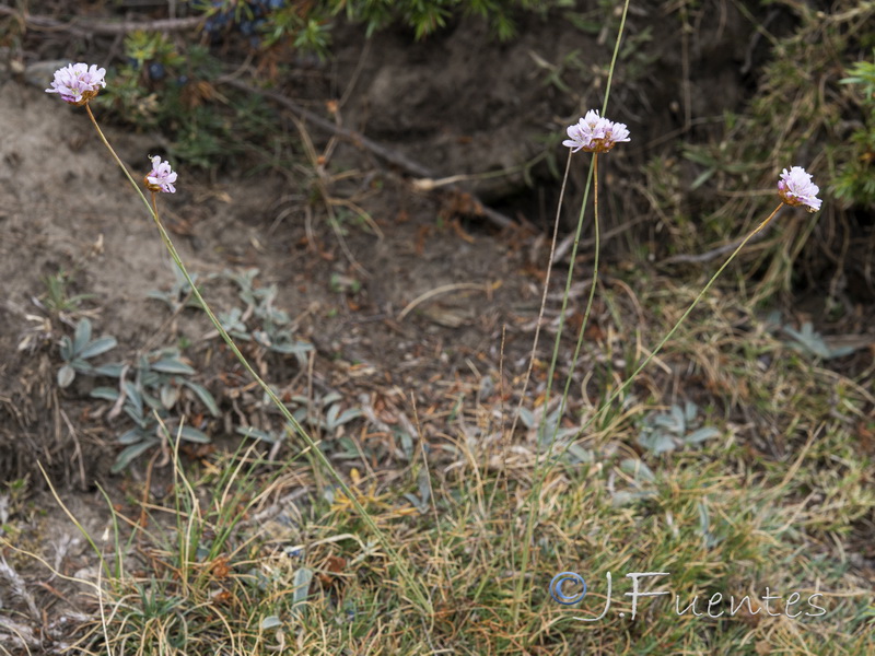 Armeria filicaulis nevadensis.17