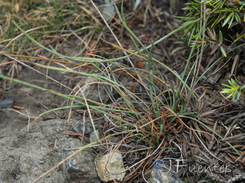 Armeria filicaulis nevadensis.02