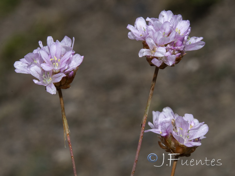 Armeria filicaulis nevadensis.19