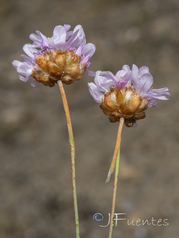 Armeria filicaulis nevadensis.20