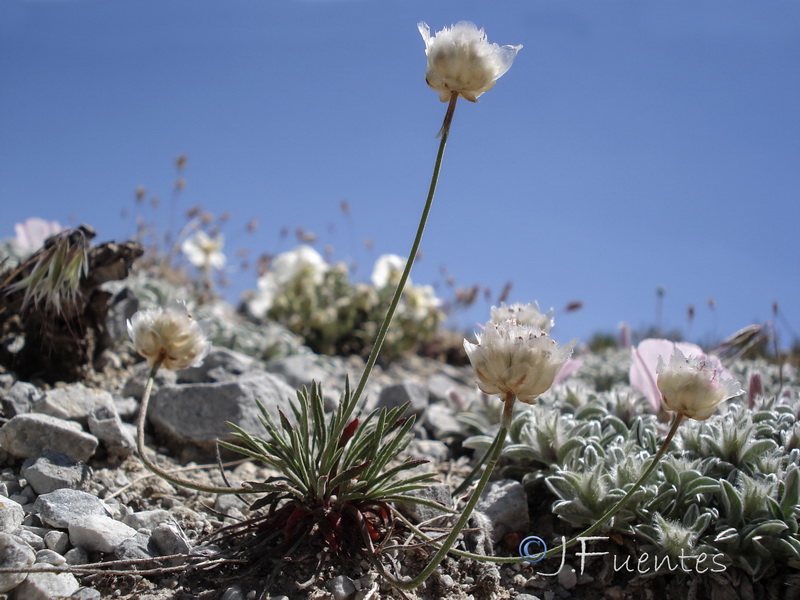 Armeria filicaulis trevenqueana.01