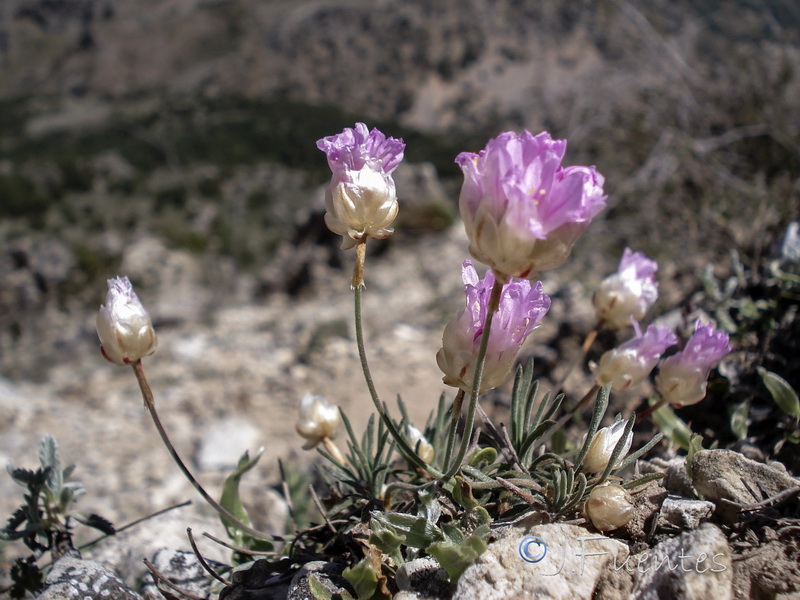Armeria filicaulis trevenqueana.05