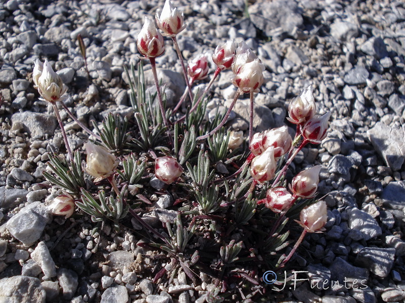Armeria filicaulis trevenqueana.06