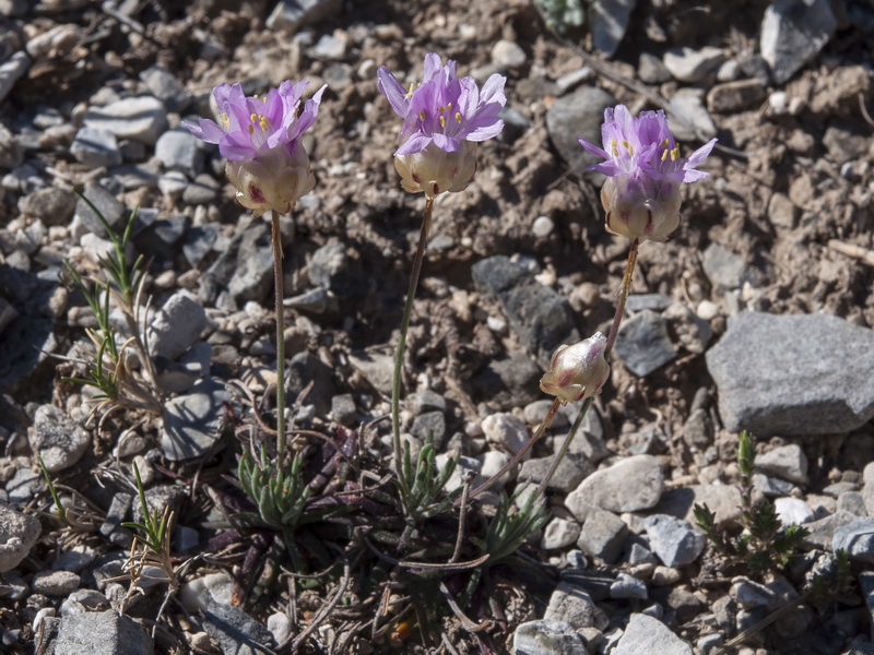 Armeria filicaulis trevenqueana.18