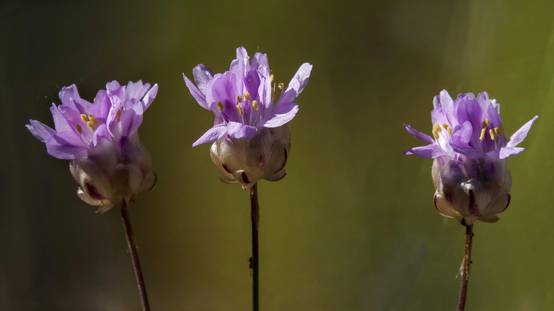 Armeria filicaulis trevenqueana.22