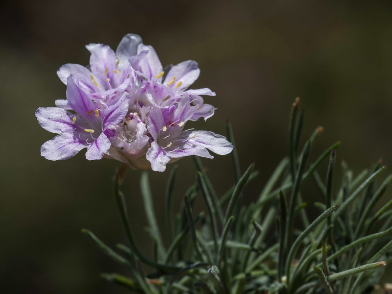 Armeria filicaulis trevenqueana.25